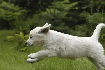 狗狗肠胃调理(狗狗常见的肠胃疾病主要症状)