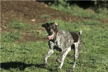 短毛指示犬怎么样(是一种友善聪明的狗狗)