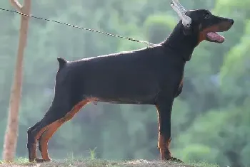 日常护理年幼的杜宾犬需要注意哪些方法(杜宾犬)