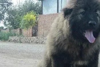 高加索犬禁止的食物包括哪些(高加索犬)