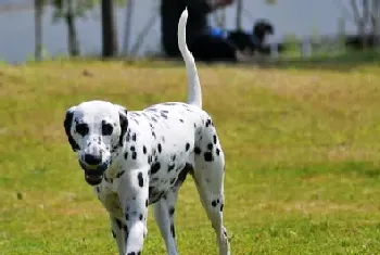 大麦町犬好不好(大麦町犬的介绍以及性格)