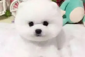 捡来的博美犬不吃饭怎么办(博美犬)