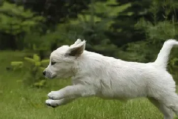 家里有孕妇能养狗吗(怀孕前后都要做好卫生检查)