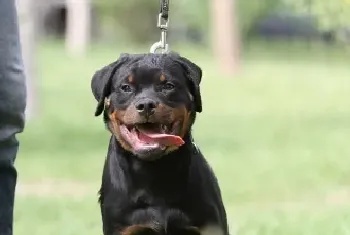 夏天罗威纳犬除蚤的工作别忘了这六大好帮手(罗威纳犬)