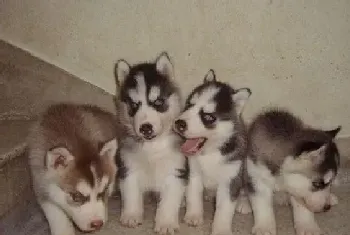 训练哈士奇幼犬学会上厕所的诀窍(哈士奇)