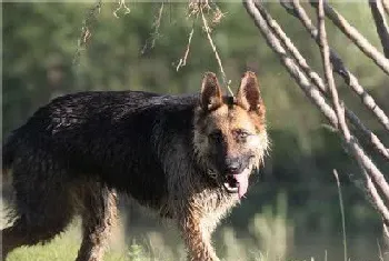 德国牧羊犬40天喂什么(可以喂食干燥的狗粮)