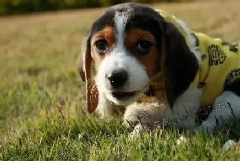 轻松处理比格犬脱毛现象 让你的家中不再“狗毛漫天”(比格犬)