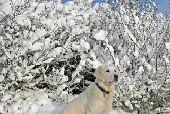 拉布拉多犬不能沾的食物种类知多少(拉布拉多)