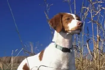 布列塔尼犬好养吗(该犬饲养难度不大)