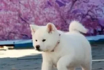 秋田犬为什么会咬人(秋田犬)