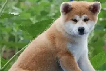 如何训练秋田犬成为一个文明如厕的宠物犬(秋田犬)