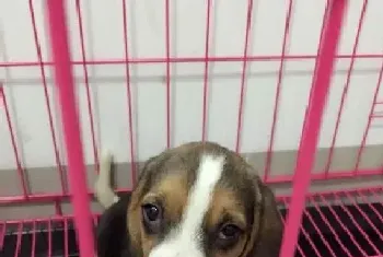 求推荐 四个月的比格犬吃什么钙片好(比格犬)