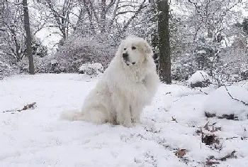 大白熊犬粘人吗(大白熊犬过分粘人怎么办)