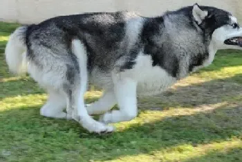 狗狗知我心 为什么说阿拉斯加犬和主人惺惺相惜(阿拉斯加犬)