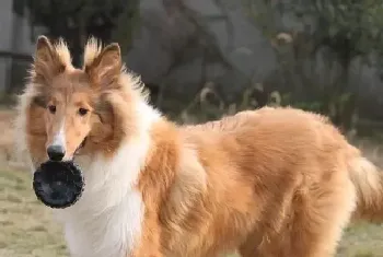 苏格兰牧羊犬初次到家要这样养(苏格兰牧羊犬)