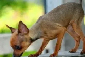 小鹿犬今天排便有点困难,请问应如何解决(小鹿犬)