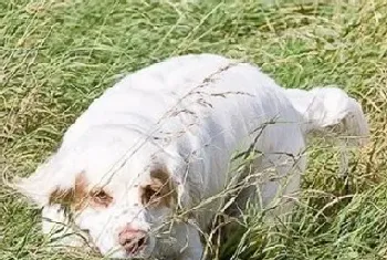 克伦伯猎鹬犬怎么喂养(正确的换食方法)