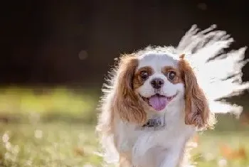 查理士王小猎犬饲养(补充些钙质是很有必要的)