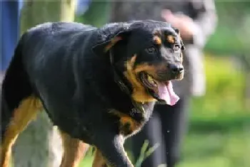 罗威纳犬皮肤病怎么办?皮肤病的治疗方法