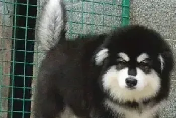 阿拉斯加犬应该吃什么狗粮好(阿拉斯加犬)