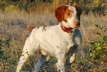 布列塔尼犬掉毛程度(换毛季掉毛较严重)