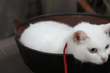 猫怎么才算交配成功(交配后母猫不让碰)