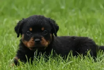 罗威纳犬患上皮肤病,掉毛有皮屑怎么办(罗威纳犬)