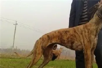 纯种灵缇犬应怎样去养(灵缇犬如何喂养)