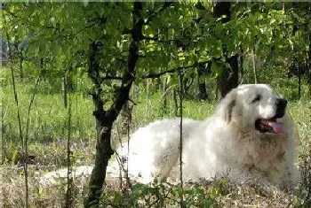 大白熊犬多大(大白熊犬是会有41到57公斤)