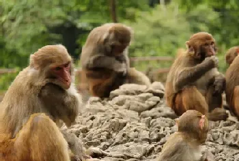 怎么养猴子(定时饲喂猴子注意疾病的预防)