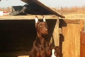 新时代新方法 饲主在照顾杜宾犬时需要哪些方法(杜宾犬)