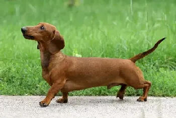 腊肠犬耳朵流水很臭需不需要吃药(腊肠犬)