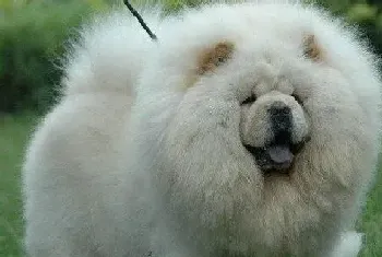 安全常识记心间 如何保护松狮犬的安全(松狮犬)