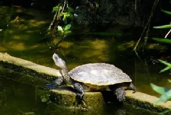 中华花龟的庭院饲养(换水的水温差不超过3℃)