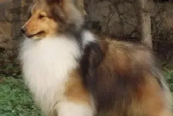 怎样训练苏格兰牧羊犬看东西的本领(苏格兰牧羊犬)