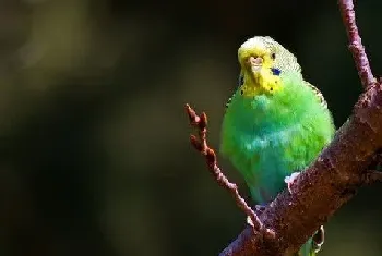 虎皮鹦鹉的饲养方法(宠物鹦鹉饲养八大要点)